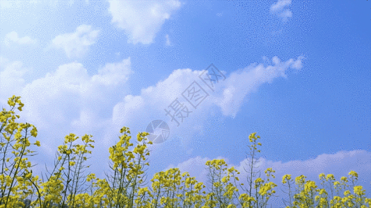 蜜蜂花天空背景油菜花之蜜蜂飞舞 GIF高清图片