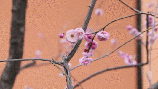 桃花心形树gif图片-桃花心形树动态图-桃花心形树gif格式下载-摄图网