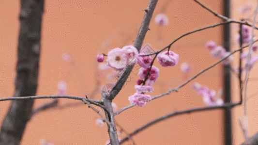 桃花盛开满树的花朵盛开实拍GIF高清图片