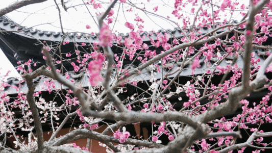 枝繁叶茂桃花GIF图片