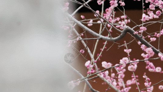 桃花盛开花朵盛开实拍GIF高清图片