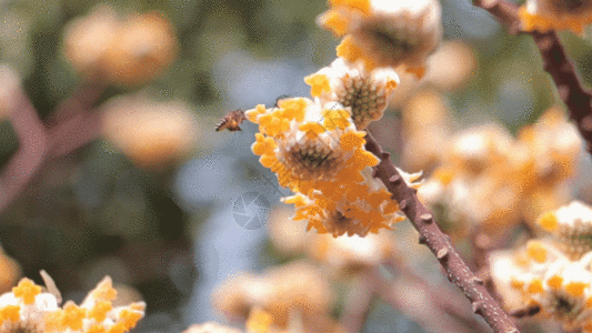 花朵蜜蜂GIF图片
