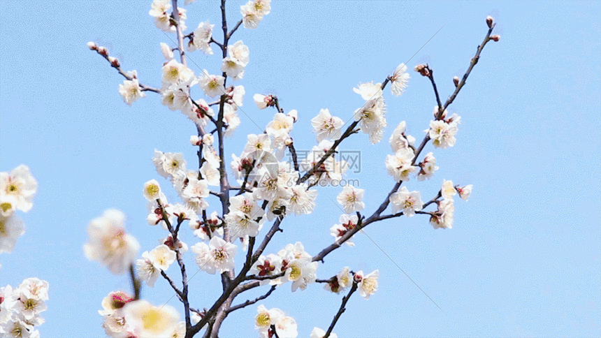 网为您提供gif动图正版 gif动态图片下载,该gif动态图片标题为白梅花