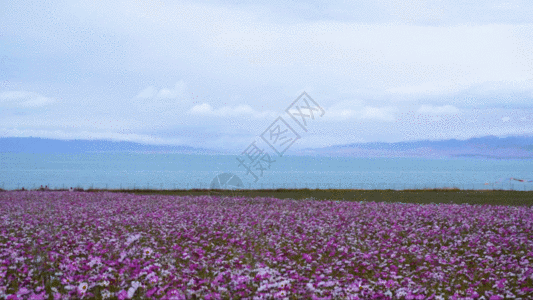 蓝天下的格桑花青海湖格桑花延时GIF高清图片