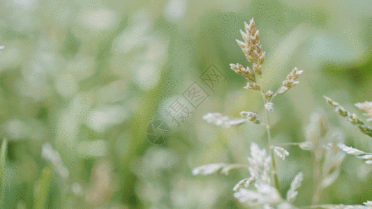 一组植物的特写唯美合集GIF图片