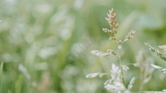 高清素材牵手一组植物的特写唯美合集GIF高清图片