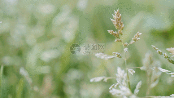 一组植物的特写唯美合集GIF图片