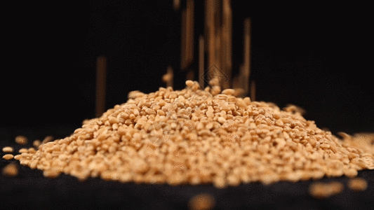 小麦种子落下高速摄影GIF图片