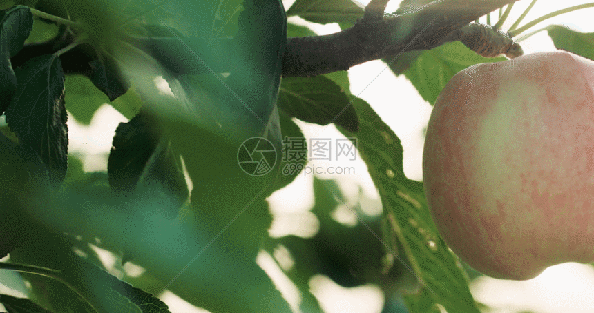 苹果4k超清原始素材gif