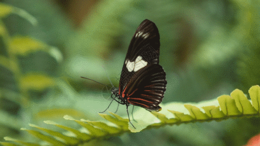 树叶上美丽的黑色蝴蝶GIF图片