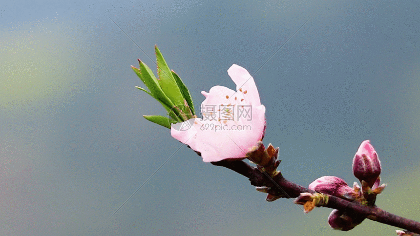 摄图网为您提供gif动图正版 gif动态图片下载,该gif动态图片标题为