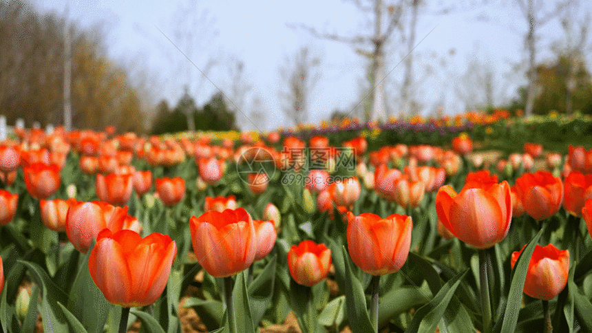 该gif动态图片标题为郁金香的实拍视频 gif,编号:401136028,格式:gif