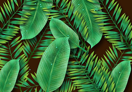 西双版纳热带雨林热带植物设计图片
