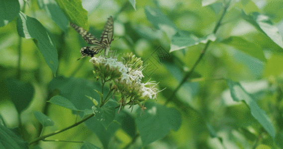 蝴蝶花朵GIF图片