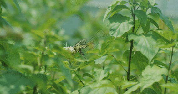 绿冬枣蝴蝶花朵高速摄影GIF高清图片