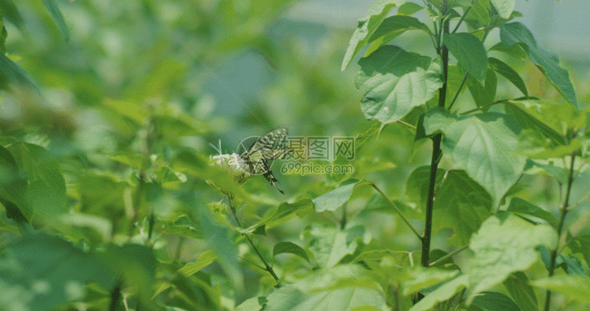 蝴蝶花朵高速摄影gif