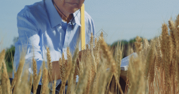 农业专家水稻GIF图片