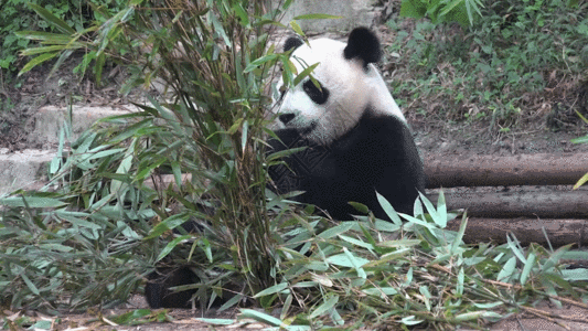 成都桥梁成都大熊猫拍摄GIF高清图片