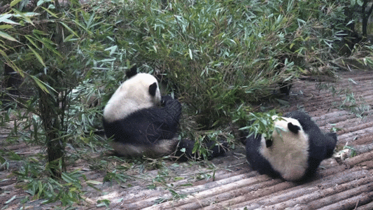 原木背景成都大熊猫GIF高清图片