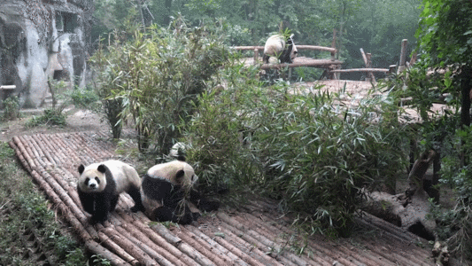 两只动物成都基地大熊猫GIF高清图片