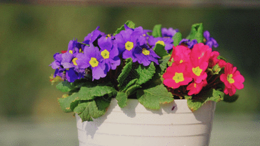 花盆里的花GIF图片