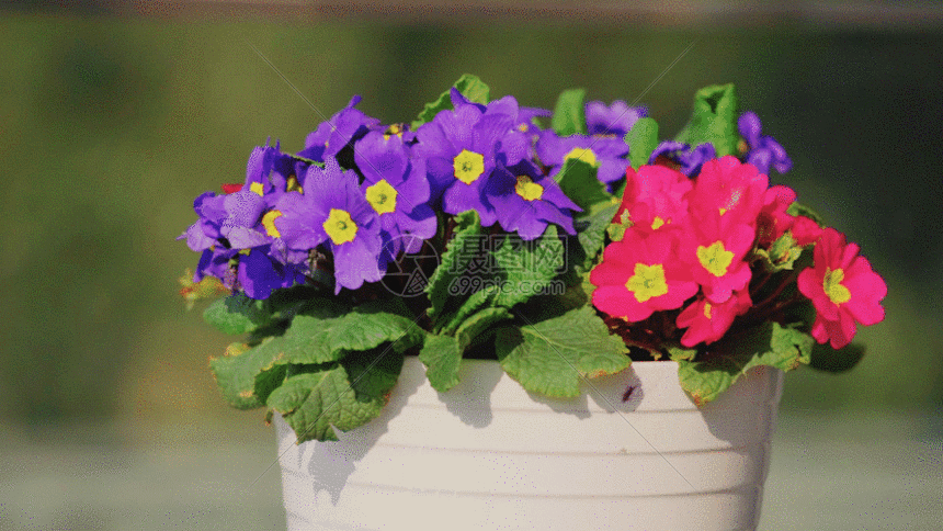 花盆里的花gif动图图片-正版gif素材401142865-摄图网