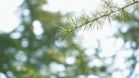 新生的树枝GIF图片