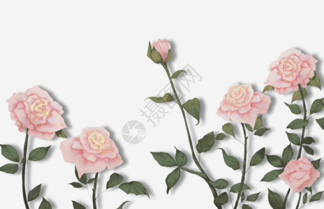 盛开的玫瑰花花卉GIF高清图片