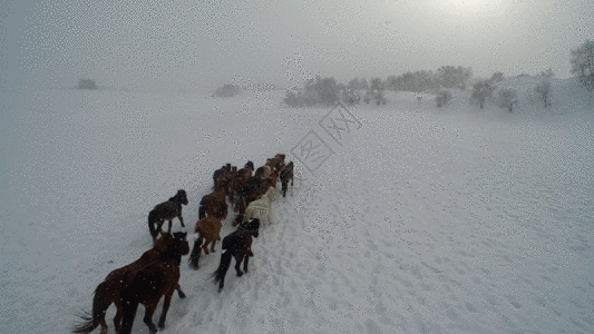 雪地跑草原冬季跑马GIF高清图片