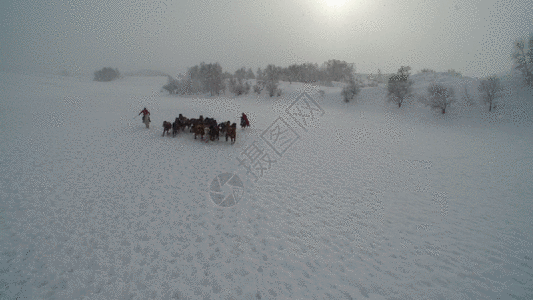 雪地风光草原冬季跑马GIF高清图片