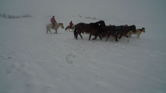 雪地风光内蒙古乌兰布统坝上草原冬季跑马航拍视频GIF高清图片