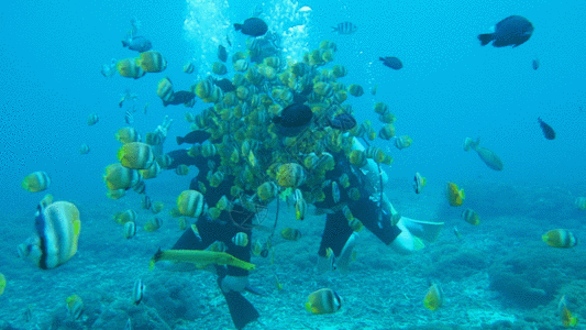 巴厘岛贝尼达潜水水下视频GIF图片