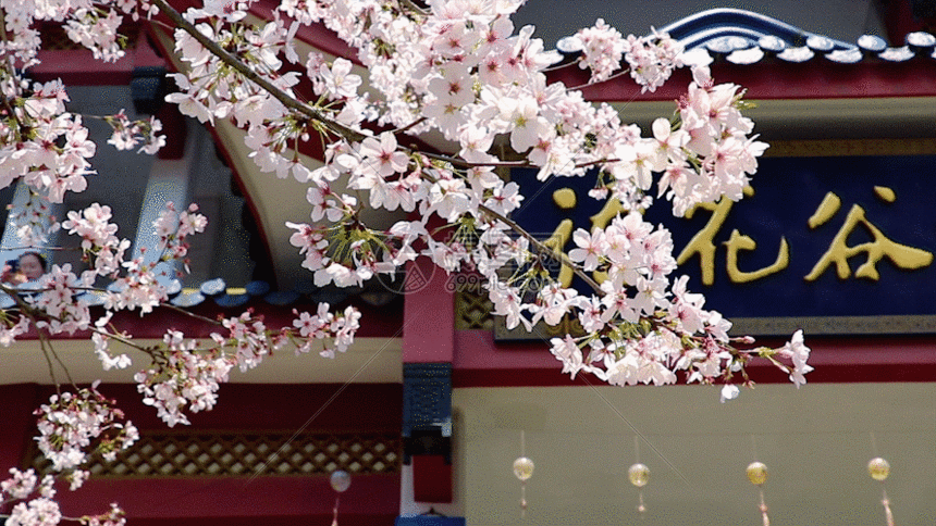 无锡鼋头渚樱花谷gif动图图片-正版gif素材401147524-摄图网