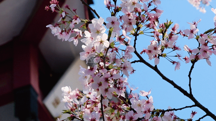 gif动态图片下载,该gif动态图片标题为无锡鼋头渚樱花谷gif,编号