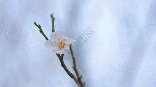 空白素材全白白梅花视频GIF高清图片