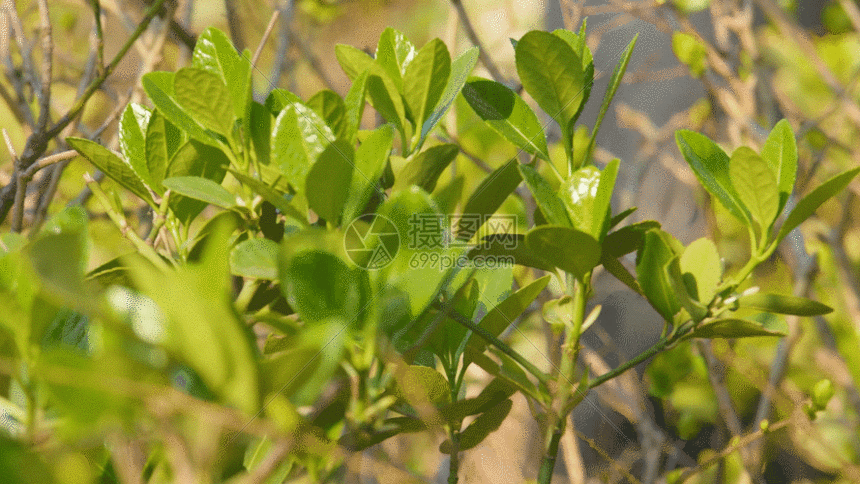 该gif动态图片标题为春天冬青叶嫩绿树叶实拍视频素材gif,编号