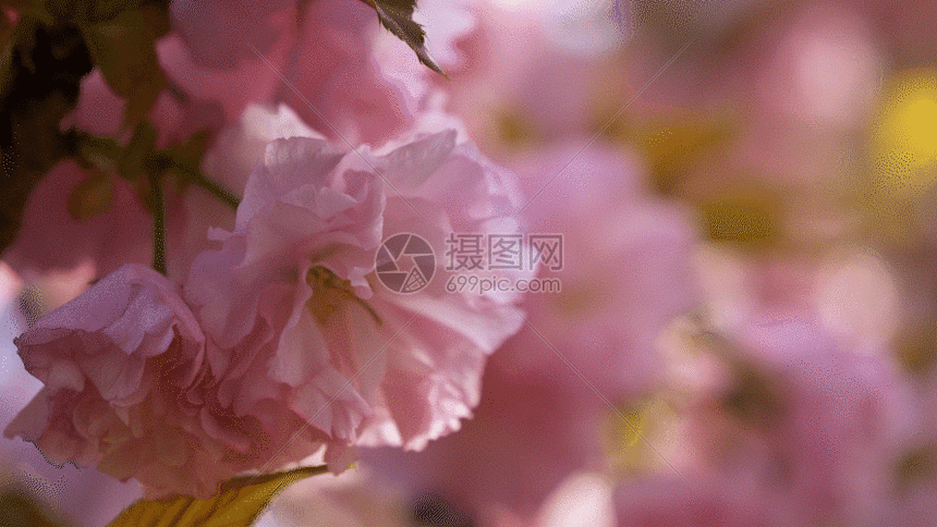 美丽花朵樱花gif动图图片-正版gif素材401148129-摄图网