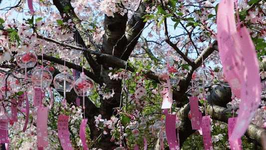 樱花节GIF图片