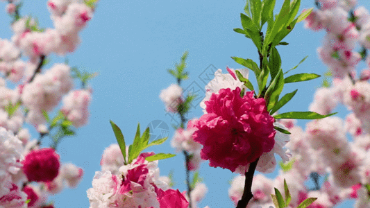 美丽花朵GIF图片