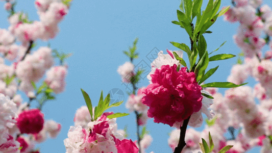 桃花盛开美丽花朵GIF高清图片