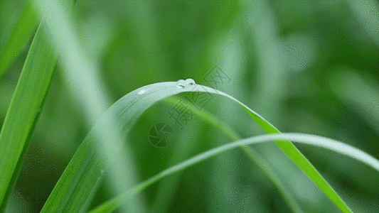 花与水滴素材实拍晨间青草与露水GIF高清图片