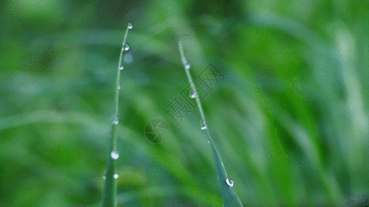 花与水滴素材青草与露水GIF高清图片