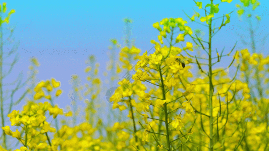 黄色油菜花 GIF图片