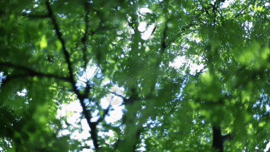 枝繁叶茂GIF图片