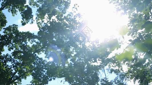 扇叶阳光下树叶GIF高清图片