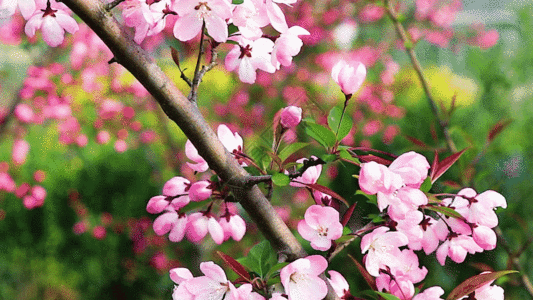 海棠花GIF图片
