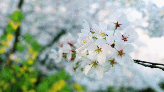 樱花GIF郊游花高清图片