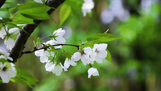 苹果树微风中的樱花GIF高清图片