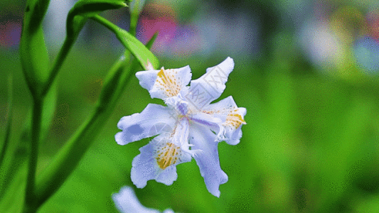 蓝楹花蝴蝶花GIF高清图片