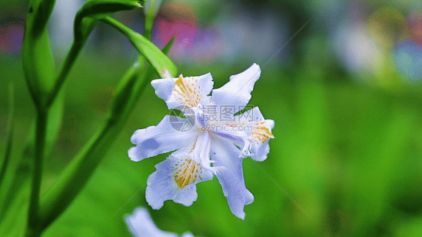 蝴蝶花gif动图图片 正版gif素材 摄图网
